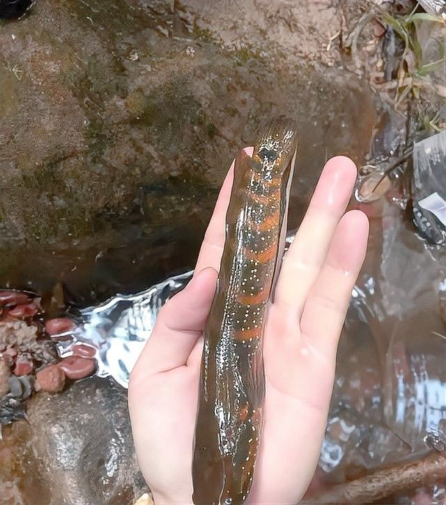 哪種月鱧的市場需求更大（印尼月鱧和七星魚/月鱧月鱧的需求表現）