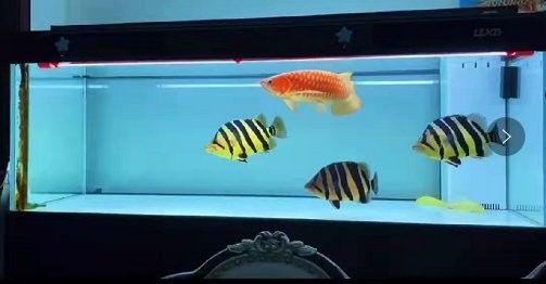 金龍魚繁殖期間需要多大的水流（金龍魚繁殖期間對水流的需求）