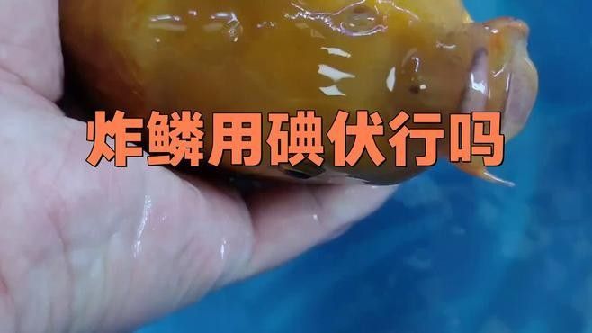 金龍魚炸鱗病如何治療？（老農(nóng)談三農(nóng)龍魚炸鱗病的治療）