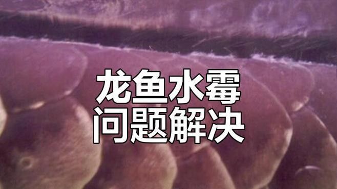金龍魚水霉病會傳染嗎？（龍魚水霉病是怎么引起的）