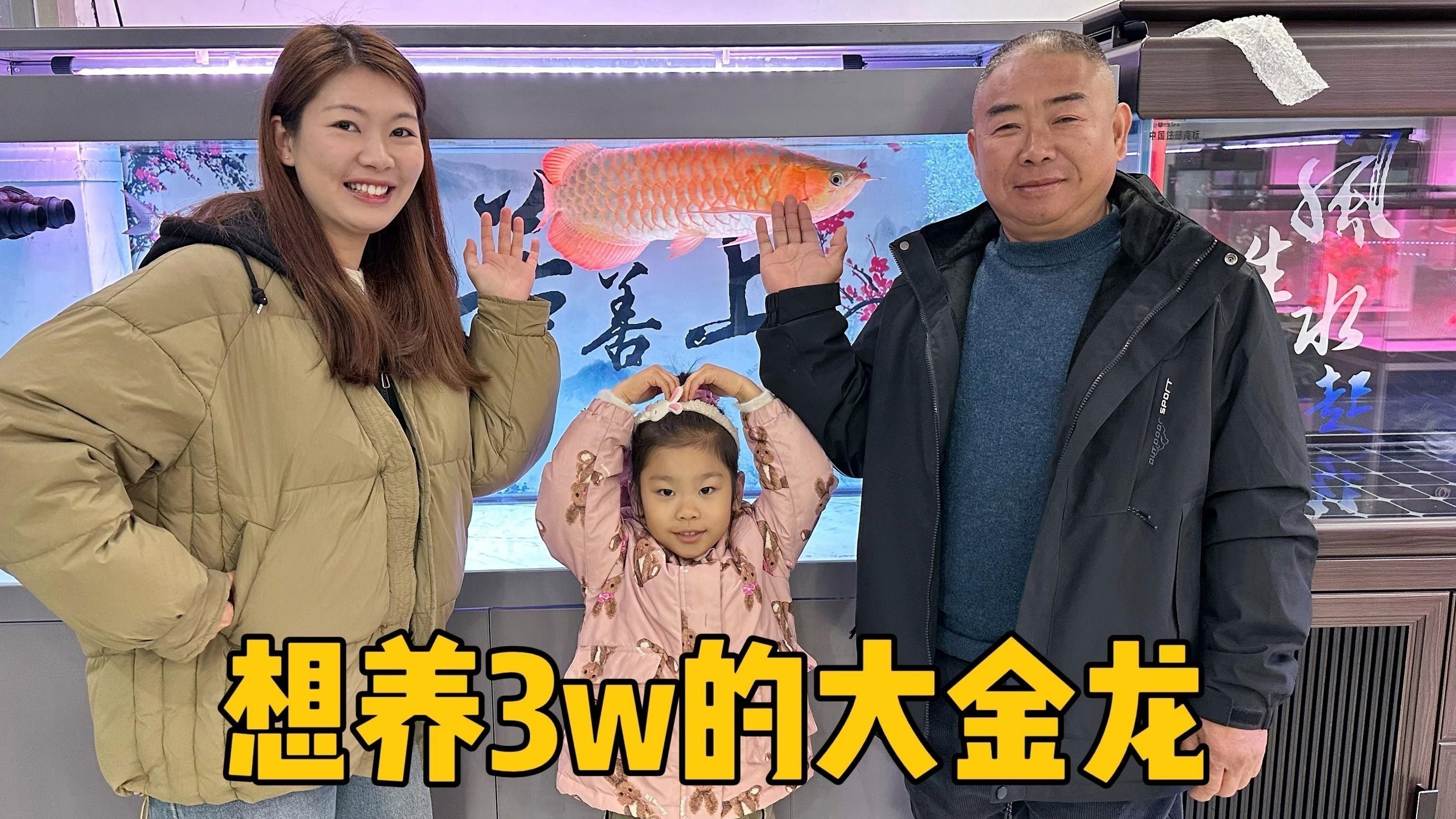 金龍魚壓養(yǎng)需要多久（金龍魚好養(yǎng)嗎養(yǎng)殖秘籍大揭秘讓你養(yǎng)出健康又美麗的金龍魚）