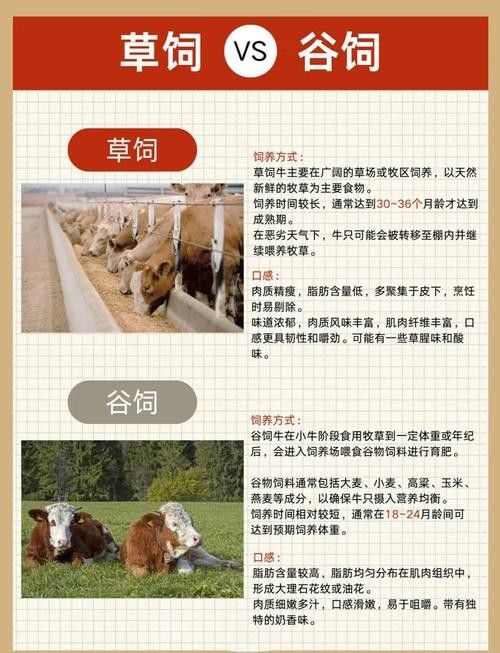 如何區分草飼牛肉和谷飼牛肉？（草飼牛肉和谷飼牛有什么區別）