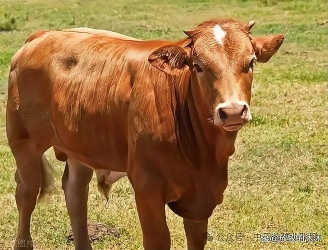 如何區分草飼牛肉和谷飼牛肉？（草飼牛肉和谷飼牛有什么區別）