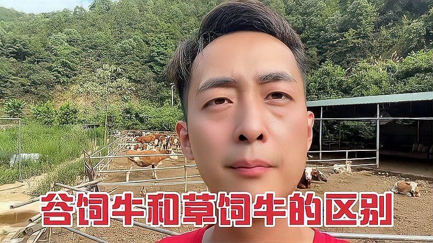 如何區分草飼牛肉和谷飼牛肉？（草飼牛肉和谷飼牛有什么區別）