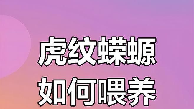 幼體虎紋恐龍魚多久喂一次（體虎紋恐龍魚的喂養頻率取決于多種因素包括其年齡以及所處的環境）