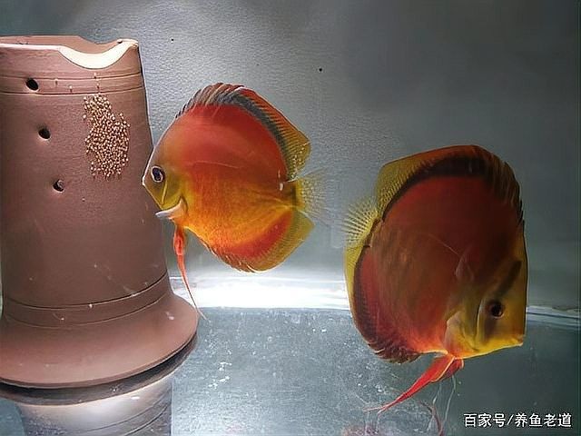 如何減少七彩魚和龍魚的沖突（七彩魚和龍魚是兩種常見的觀賞魚，在水族箱中共存時可能會發生沖突）
