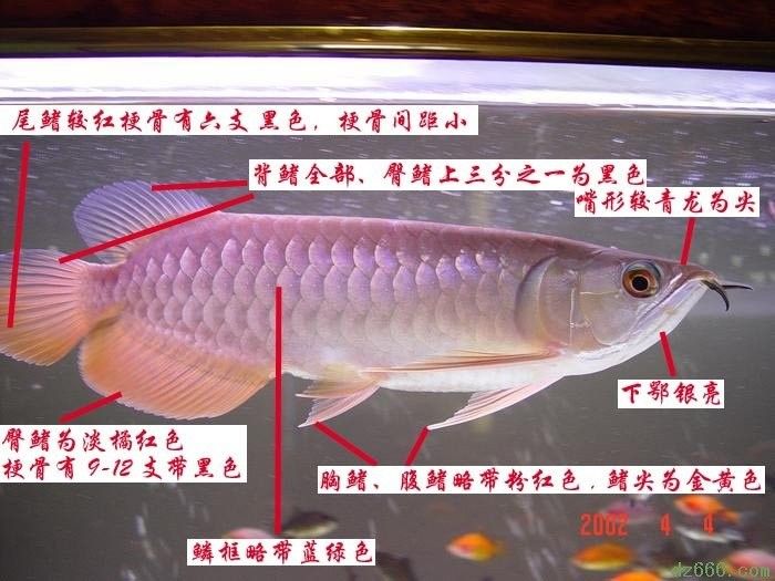 金龍魚和青龍魚哪個更好養(yǎng)？（金龍魚和青龍魚哪個好養(yǎng)）