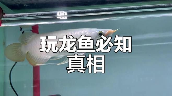 龍魚和虎魚哪個更聰明？（廣州龍魚祥龍魚場聽龍魚祥龍魚打架教你幾招避免） 龍魚和虎魚哪個更聰明？（廣州龍魚祥龍魚場聽龍魚祥龍魚打架教你幾招避免） 龍魚百科 第1張
