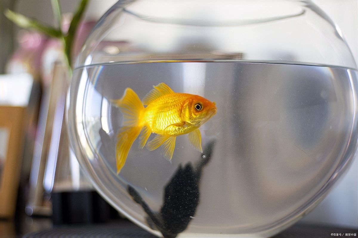 長期喂食魚干對龍魚有害嗎？（喂食魚干對龍魚可能有害）