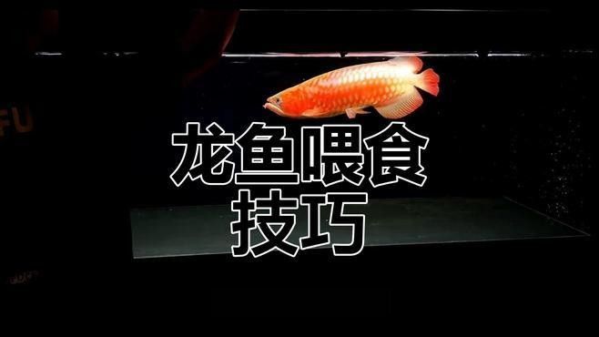 金頭龍魚多久喂一次？（金頭龍魚的喂食頻率和方式對于健康和活力至關重要）
