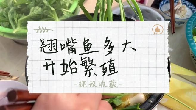 紅龍魚翹頭和翹嘴的繁殖（紅龍魚翹頭和翹嘴的繁殖過程）