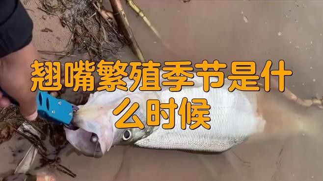 紅龍魚翹頭和翹嘴的繁殖（紅龍魚翹頭和翹嘴的繁殖過程）
