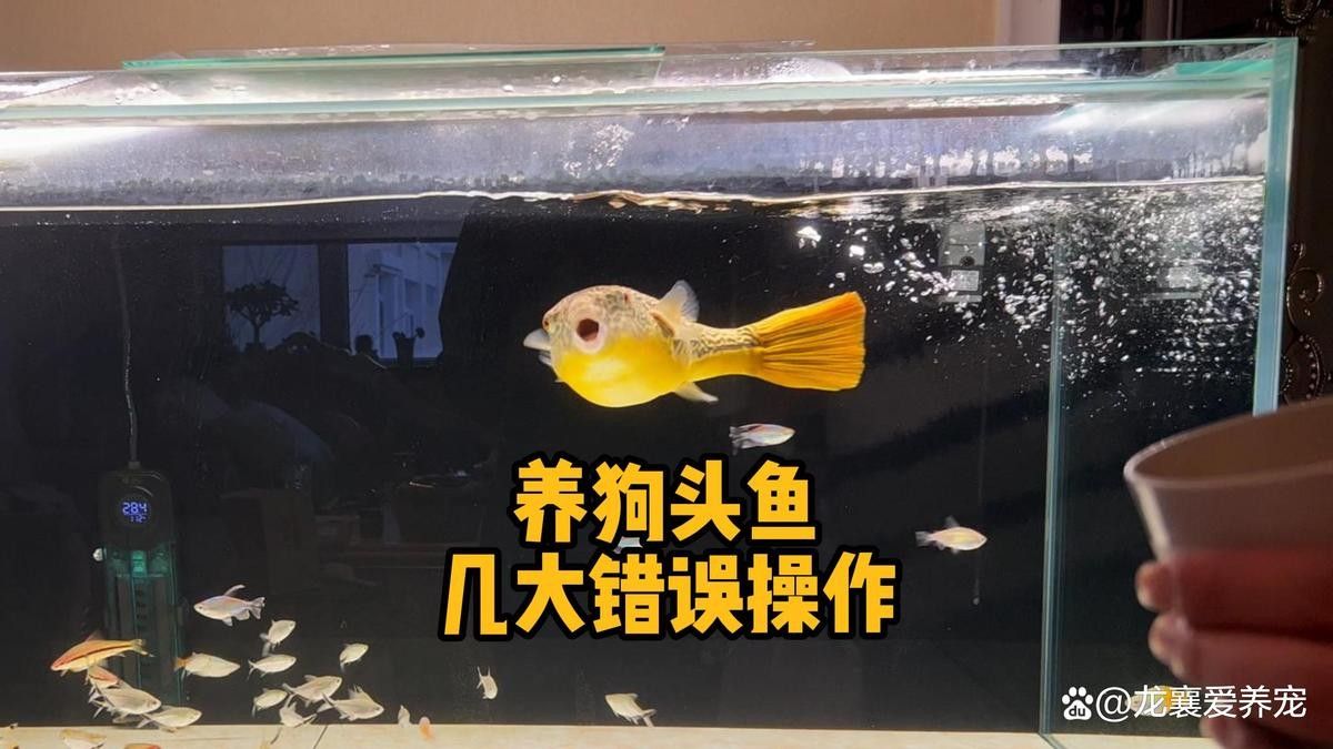 斑馬狗頭混養需要多久適應？（斑馬狗頭混養容易出現的兩種情況龍襄愛養寵斑馬狗頭能混養嗎）