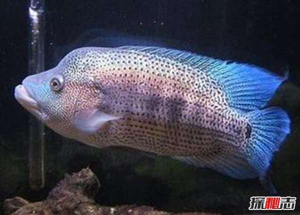 龍魚和戰船魚哪個更兇猛（龍魚和戰船魚哪個更適合大型魚缸？）