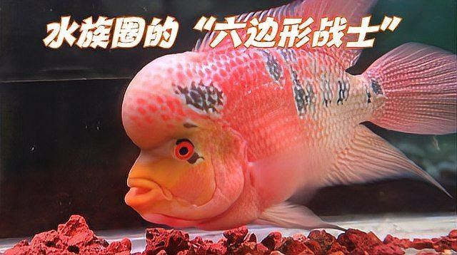龍魚和戰船魚哪個更兇猛（龍魚和戰船魚哪個更適合大型魚缸？）