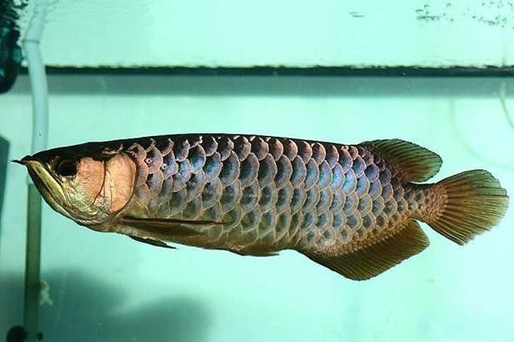 龍魚燈光安裝圖（如何安裝龍魚燈光）