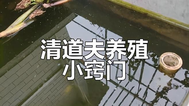 如何預防清道夫死亡？（如何預防清道夫的死亡）