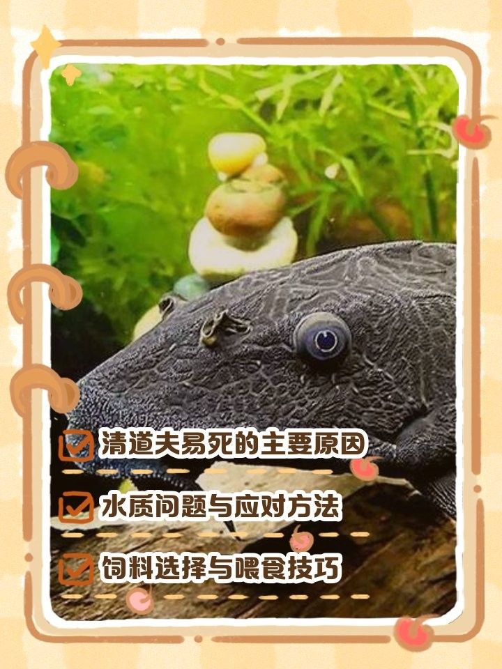 如何預防清道夫死亡？（如何預防清道夫的死亡）
