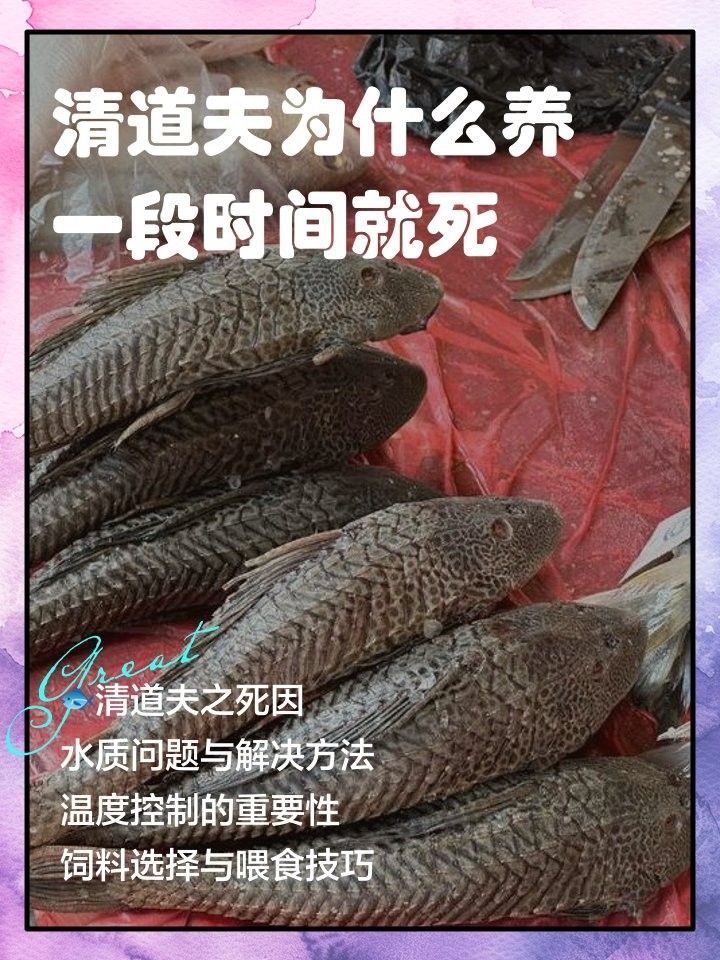 如何預防清道夫死亡？（如何預防清道夫的死亡）