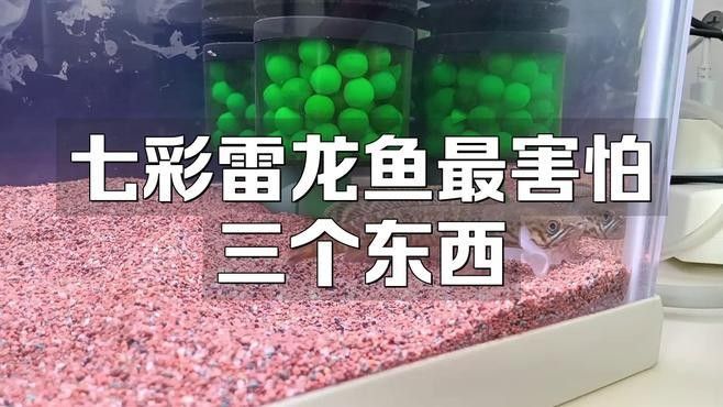 如何穩定雷龍魚的水質？（養雷龍魚的注意事項）