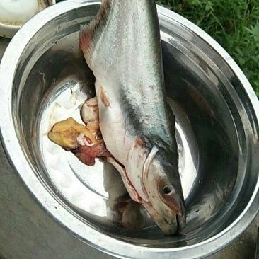 巴中龍魚價格是多少？（巴中龍魚價格是多少）
