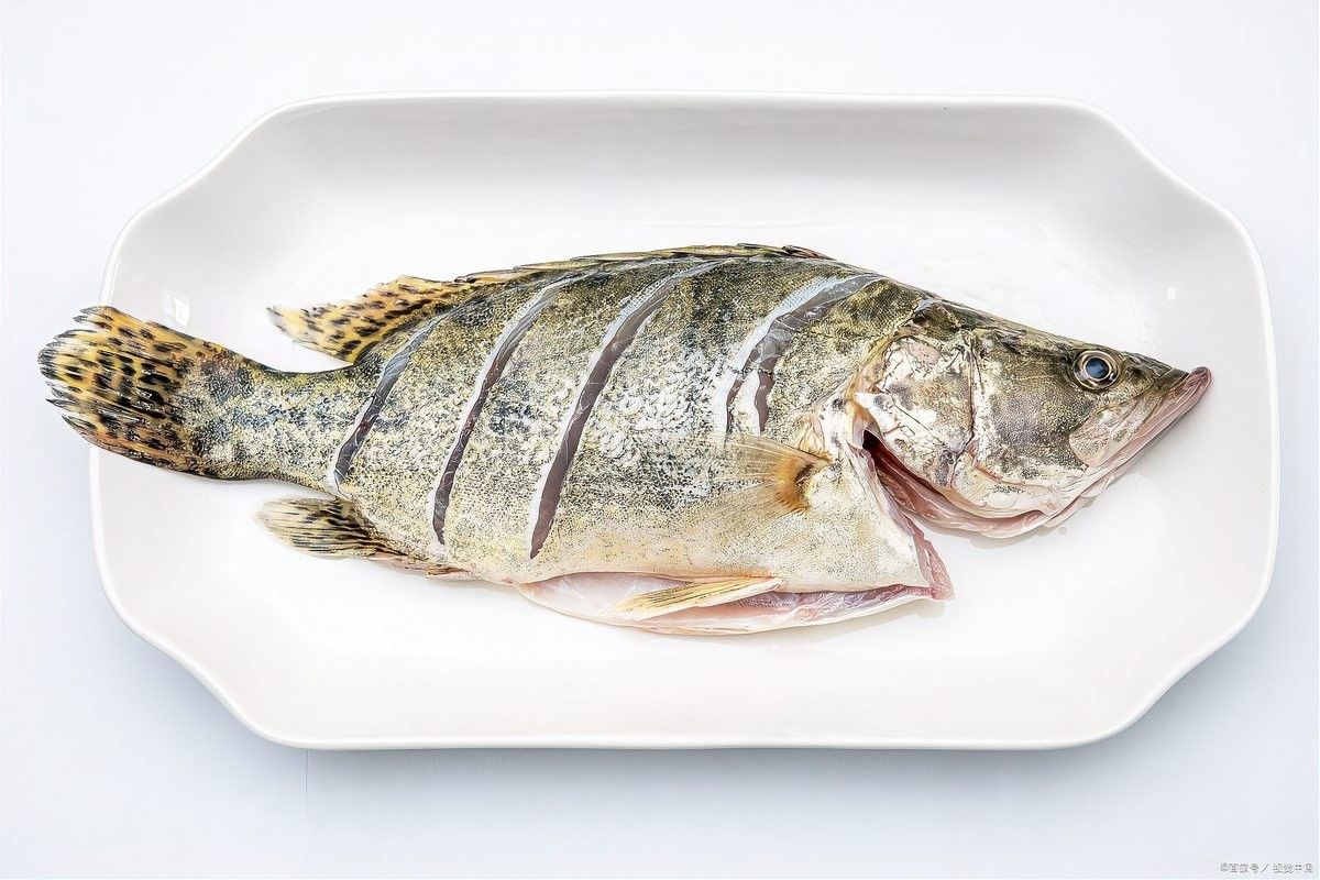 巴中龍魚價格是多少？（巴中龍魚價格是多少）