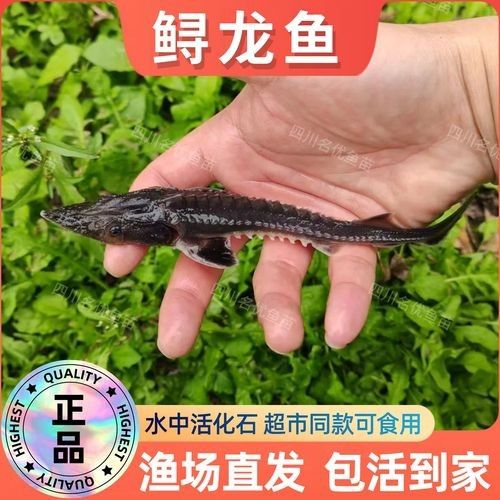 巴中龍魚價格是多少？（巴中龍魚價格是多少）
