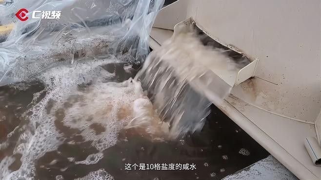巴中龍魚價格是多少？（巴中龍魚價格是多少）