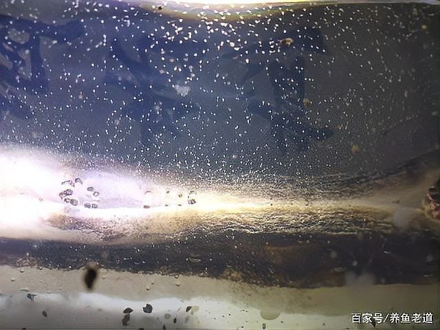 如何預(yù)防藍(lán)曼龍魚發(fā)白？（藍(lán)曼龍魚發(fā)白可能是由多種原因造成的）