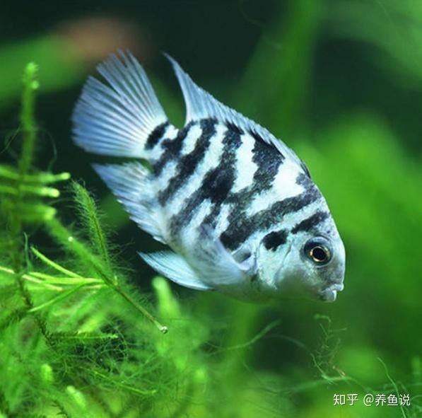 如何預(yù)防藍(lán)曼龍魚發(fā)白？（藍(lán)曼龍魚發(fā)白可能是由多種原因造成的）