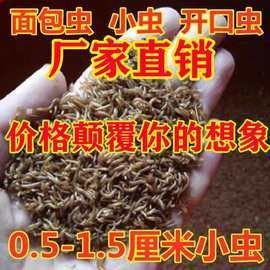 北京和興龍魚貿易的蟲類有哪些？（北京和興龍魚貿易有限公司）