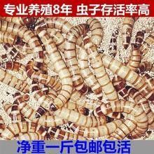 北京和興龍魚貿易的蟲類有哪些？（北京和興龍魚貿易有限公司）
