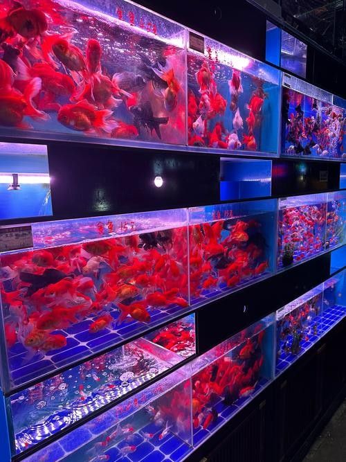 如何聯系北京大型水族市場（北京主要大型水族市場聯系方式及地址信息及地址信息）