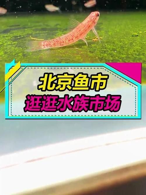 如何聯系北京大型水族市場（北京主要大型水族市場聯系方式及地址信息及地址信息）