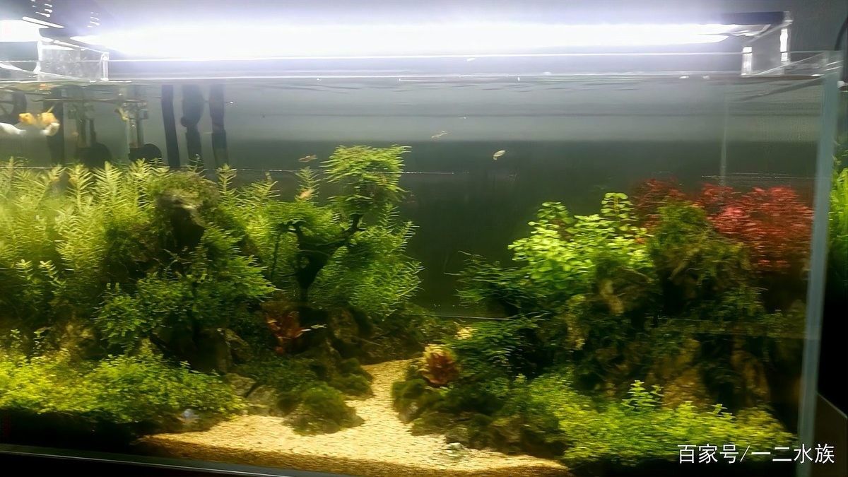 如何聯系北京大型水族市場（北京主要大型水族市場聯系方式及地址信息及地址信息）