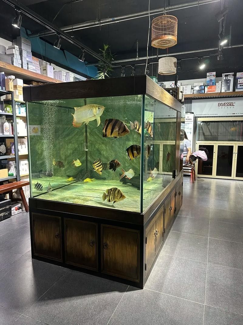 如何聯系北京大型水族市場（北京主要大型水族市場聯系方式及地址信息及地址信息）