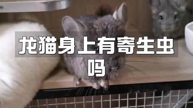 如何預防龍貓感染賈第鞭毛蟲？（如何預防龍貓感染賈第鞭毛蟲）