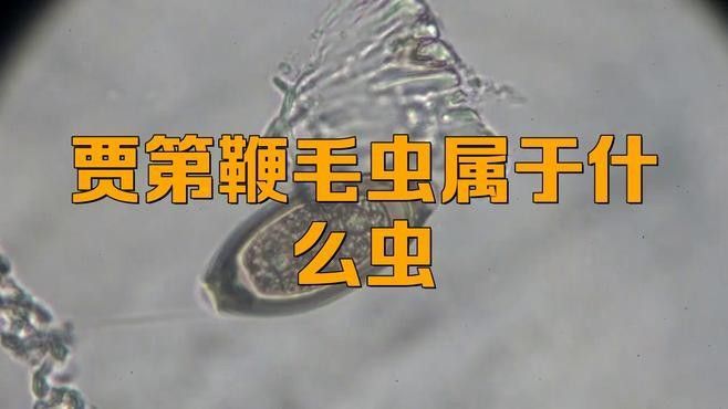 如何預防龍貓感染賈第鞭毛蟲？（如何預防龍貓感染賈第鞭毛蟲）
