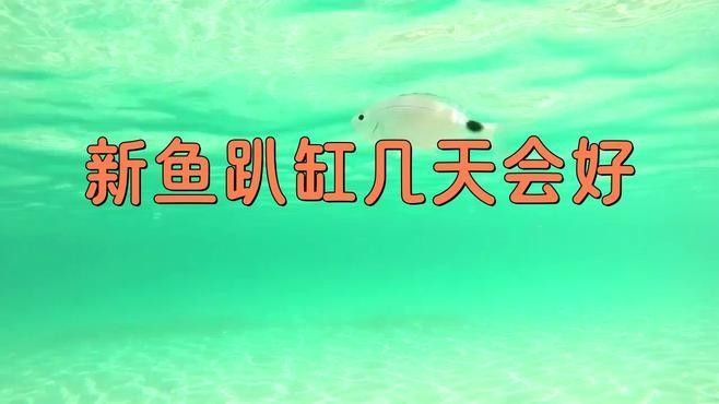 雷龍魚趴缸一般持續多久？（彩虹雷龍趴缸要多久） 雷龍魚趴缸一般持續多久？（彩虹雷龍趴缸要多久） 龍魚百科