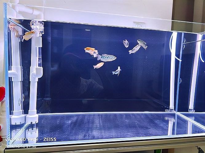 曼龍魚多久適應人工洞穴（曼龍魚對人工洞穴的適應時間通常與養殖環境設置密切相關）
