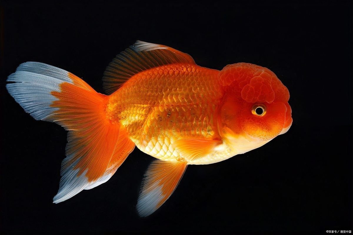 金龍魚翻肚子后多久恢復正常（金龍魚翻肚子后多久恢復正常金龍魚翻肚子恢復正常取決于具體原因）