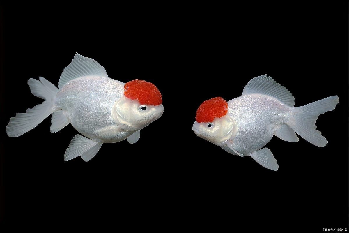 金龍魚翻肚子后多久恢復正常（金龍魚翻肚子后多久恢復正常金龍魚翻肚子恢復正常取決于具體原因）
