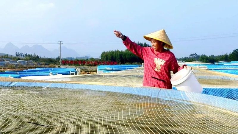 平桂哪個水族館龍魚好？祥龍魚場龍魚（廣西賀州市平桂區祥龍魚場聊城龍魚場聊城分店liaocheng）