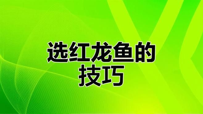 如何挑選健康的印尼紅龍魚苗（健康的印尼紅龍魚苗如何挑選健康印尼紅龍魚苗的步驟和注意事項）