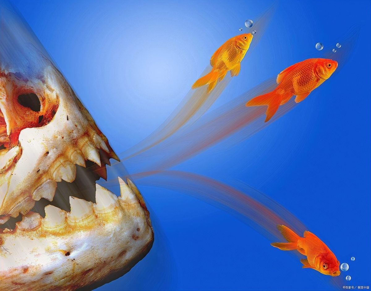 如何避免金龍魚攻擊其他魚類（兩只金龍魚混養(yǎng)的注意事項(xiàng)有哪些兩只金龍魚混養(yǎng)的注意事項(xiàng)）