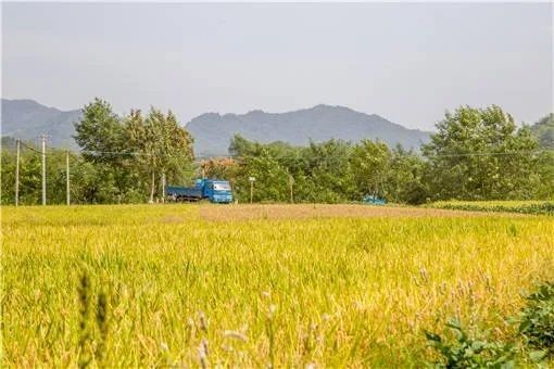 項(xiàng)目對(duì)當(dāng)?shù)剞r(nóng)民的收入影響如何？（鄉(xiāng)村振興新“稻”路中國(guó)新聞網(wǎng)01:24考考你）