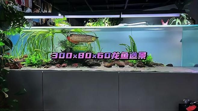 有哪些龍魚(yú)缸背景圖風(fēng)格（魚(yú)缸背景圖的風(fēng)格多樣，可以根據(jù)個(gè)人喜好和裝飾風(fēng)格來(lái)選擇）