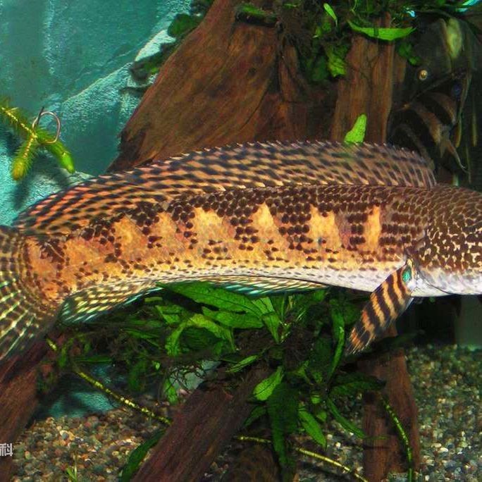 黃金眼鏡蛇雷龍魚能長多大（黃金眼鏡蛇雷龍魚養殖教你如何正確養殖好雷龍魚齊家）