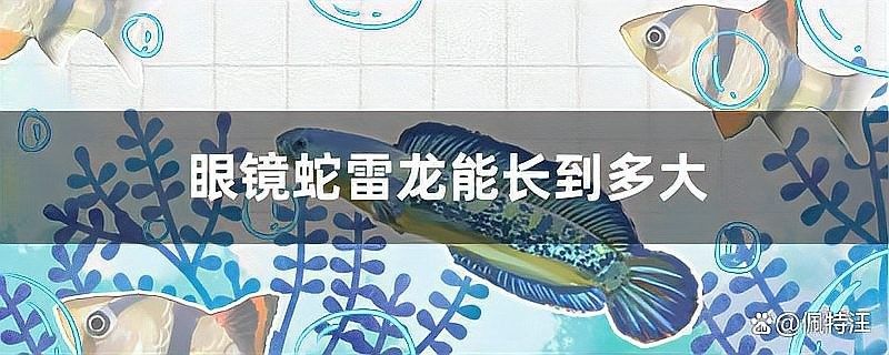 黃金眼鏡蛇雷龍魚能長多大（黃金眼鏡蛇雷龍魚養殖教你如何正確養殖好雷龍魚齊家）