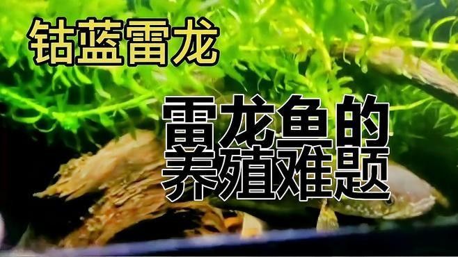 雷龍魚飼養難度大嗎（新手養雷龍魚需要注意哪些問題才能避免常見錯誤汐影劇場）